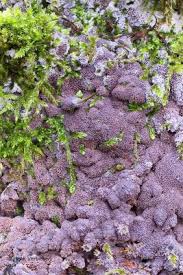 Attēlu rezultāti vaicājumam “Ceriporia excelsa”