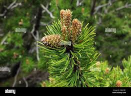 Attēlu rezultāti vaicājumam “Pinus mugo male flower”