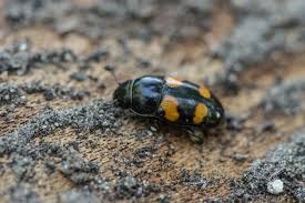 Attēlu rezultāti vaicājumam “Glischrochilus grandis”