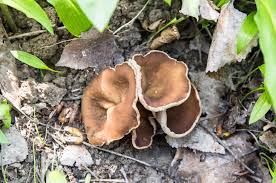 Attēlu rezultāti vaicājumam “Disciotis venosa”