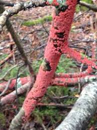 Attēlu rezultāti vaicājumam “Peniophora rufa”