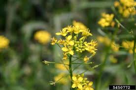 Attēlu rezultāti vaicājumam “Rorippa amphibia leaf”