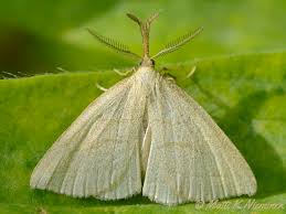 Attēlu rezultāti vaicājumam “Polypogon tentacularius”