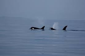 Image result for Ilfracombe Orcas Octopush Club