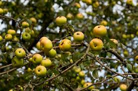 Attēlu rezultāti vaicājumam “Malus sylvestris”