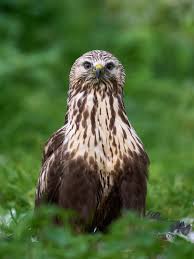 Attēlu rezultāti vaicājumam “Buteo lagopus”