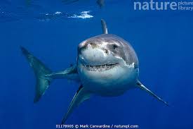 Image result for Carcharodon carcharias