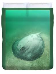 Image result for Styracura pacifica