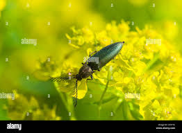 Attēlu rezultāti vaicājumam “Ctenicera pectinicornis”