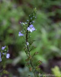 Attēlu rezultāti vaicājumam “Veronica anagallis-aquatica flower”