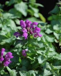 Attēlu rezultāti vaicājumam “Lamium”