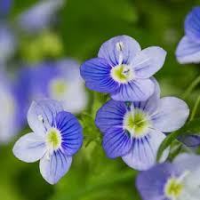 Attēlu rezultāti vaicājumam “Veronica filiformis bud”