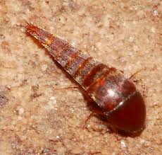 Attēlu rezultāti vaicājumam “Sepedophilus sp.”