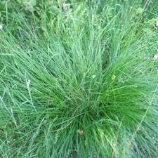 Attēlu rezultāti vaicājumam “Lycogala succineum sessile”