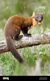 Attēlu rezultāti vaicājumam “Martes martes”