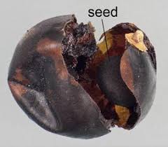 Attēlu rezultāti vaicājumam “Asparagus officinalis fruit”