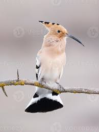 Attēlu rezultāti vaicājumam “Upupa epops”