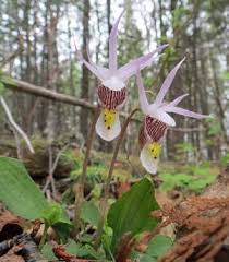 Attēlu rezultāti vaicājumam “Paraleucobryum longifolium sporophyte”