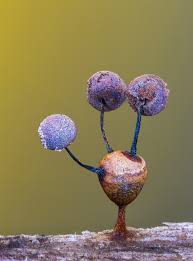 Attēlu rezultāti vaicājumam “Lamproderma debile spores”