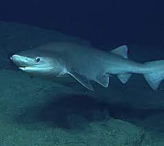 Image result for Somniosus pacificus