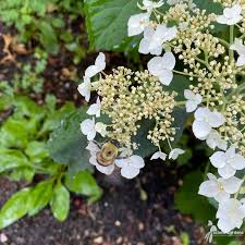 Attēlu rezultāti vaicājumam “Hydrangea arborescens subsp. discolor flower”