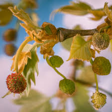 Attēlu rezultāti vaicājumam “Populus x lettland”