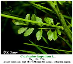 Attēlu rezultāti vaicājumam “Cardamine impatiens leaf”