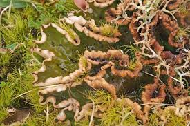 Attēlu rezultāti vaicājumam “Peltigera leucophlebia”