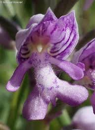 Attēlu rezultāti vaicājumam “Orchis militaris flower”