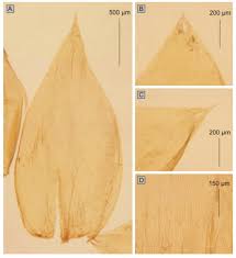 Attēlu rezultāti vaicājumam “Plagiothecium sp.”