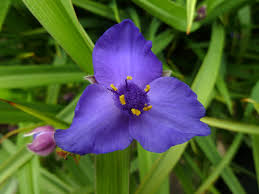 Attēlu rezultāti vaicājumam “Tradescantia virginiana”