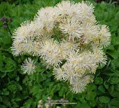 Attēlu rezultāti vaicājumam “Thalictrum aquilegifolium bud”