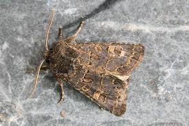 Attēlu rezultāti vaicājumam “Tholera cespitis”