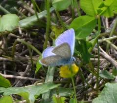 Attēlu rezultāti vaicājumam “Cyaniris semiargus underside”