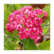 Attēlu rezultāti vaicājumam “Crataegus laevigata”