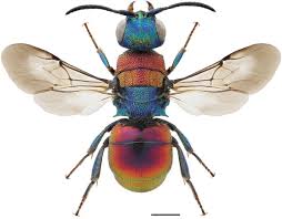 Attēlu rezultāti vaicājumam “Hedychrum sp.”