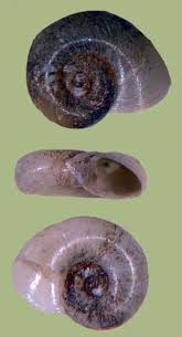 Attēlu rezultāti vaicājumam “Planorbidae”