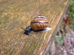 Attēlu rezultāti vaicājumam “Arianta arbustorum”