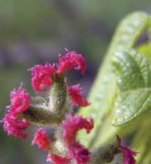 Attēlu rezultāti vaicājumam “Juglans cinerea flower”