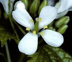 Attēlu rezultāti vaicājumam “Alliaria petiolata flower”