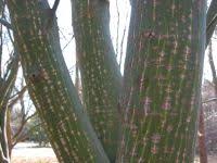 Attēlu rezultāti vaicājumam “Acer rufinerve”