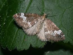 Attēlu rezultāti vaicājumam “Perizoma alchemilla”