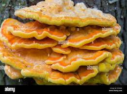 Attēlu rezultāti vaicājumam “Laetiporus sulphureus”