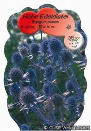 Image result for Edeldistel