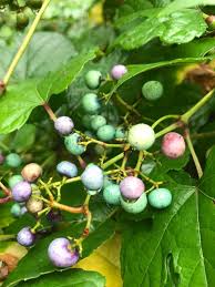 Attēlu rezultāti vaicājumam “Ampelopsis glandulosa var. brevipedunculata”