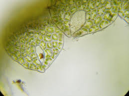 Attēlu rezultāti vaicājumam “Cephalozia connivens macro”