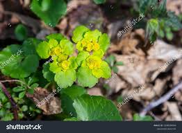 Attēlu rezultāti vaicājumam “Chrysosplenium alternifolium flower”