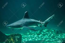 Image result for Carcharhinus plumbeus