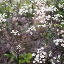 Attēlu rezultāti vaicājumam “Anthriscus sylvestris leaf”