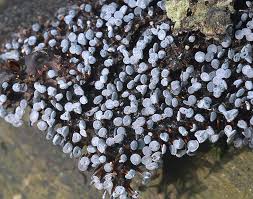 Attēlu rezultāti vaicājumam “Diderma hemisphaericum macro”